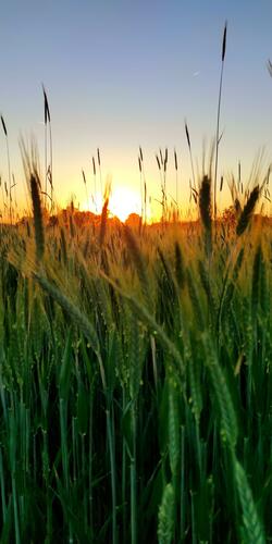 Sunset from behind some wheat